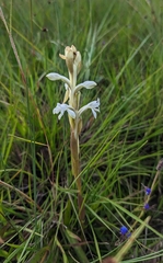 Satyrium buchananii image