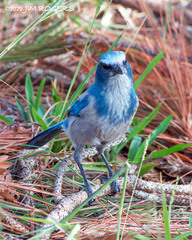 Aphelocoma coerulescens