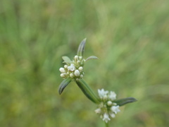 Spermacoce natalensis