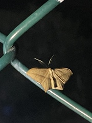 Timandra convectaria