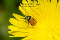 Cryptocephalus rugicollis