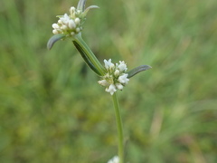 Spermacoce natalensis