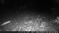Didelphis aurita