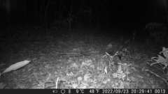 Didelphis aurita
