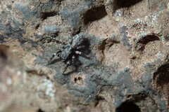 Salticus canariensis