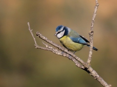 Cyanistes caeruleus