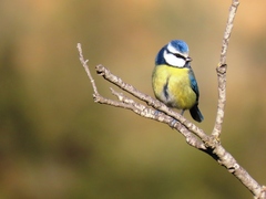 Cyanistes caeruleus