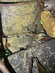 Quasipaa exilispinosa