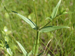 Conostomium natalense