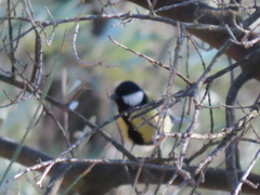 Parus major