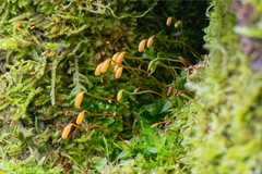 Plagiomnium cuspidatum