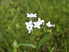 Conostomium natalense