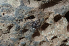Salticus canariensis