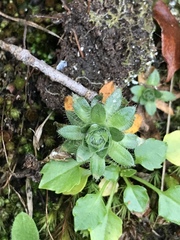 Androsace chamaejasme