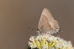 Satyrium tetra