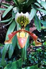 Paphiopedilum