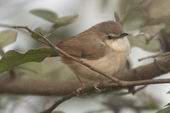 Prinia hodgsonii