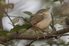 Prinia hodgsonii