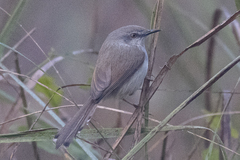 Prinia hodgsonii