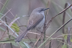 Prinia hodgsonii