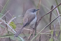Prinia hodgsonii