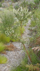 Struthiola hirsuta