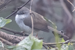 Prinia hodgsonii