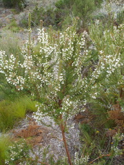 Struthiola hirsuta