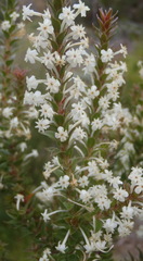 Struthiola hirsuta