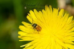 Cryptocephalus rugicollis