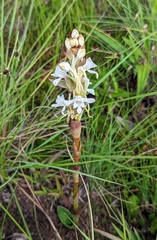 Satyrium