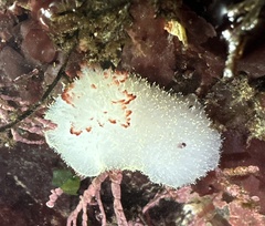 Acanthodoris nanaimoensis