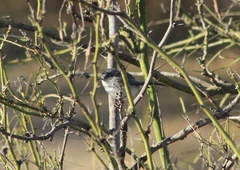 Polioptila melanura