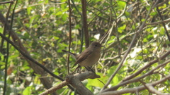 Ficedula