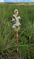 Satyrium