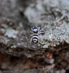 Salticus austinensis