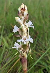 Satyrium