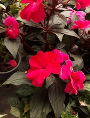 Impatiens hawkeri