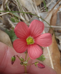 Oxalis pendulifolia