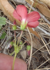 Oxalis pendulifolia