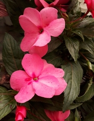 Impatiens hawkeri