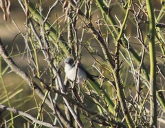 Polioptila melanura