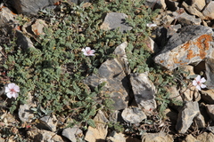 Erodium saxatile