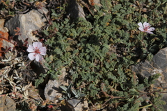 Erodium saxatile