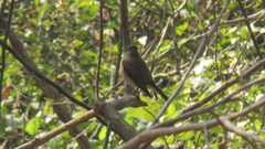 Ficedula