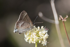 Satyrium tetra