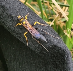 Sceliphron asiaticum