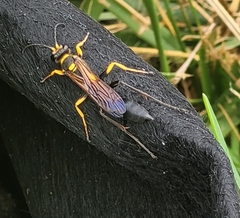 Sceliphron asiaticum