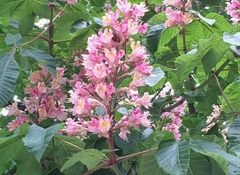 Aesculus × carnea