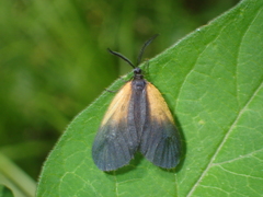 Pyromorpha dimidiata